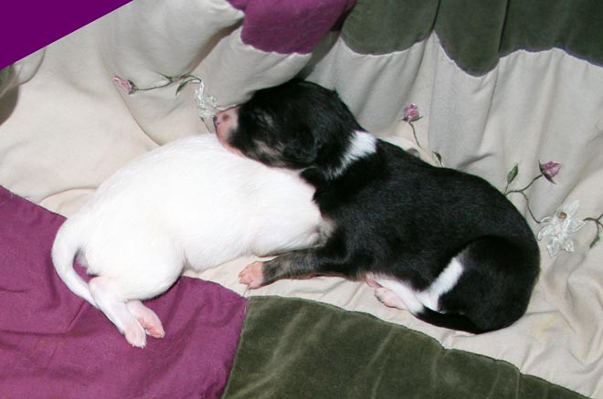 Puppy 3 - Yin Yang